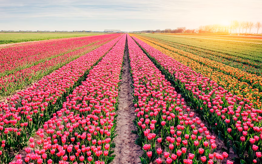 Keukenhof'a kesinlikle gitmelisiniz.