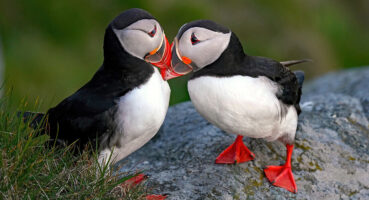 norvec-dogasinda-yaban-hayati-gozlemlemek-icin-en-iyi-6-bolge6